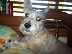 Buddy--all ears and heart